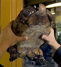 Zoo tortoise gets a fiberglass shell-patch after surgery