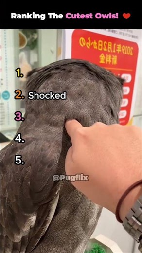 Ranking The Cutest Owls! ♥️ #shorts #cute #animals #owl #funny
