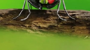 一种把虫卵植入人体的昆虫