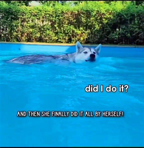 6K views · 288 reactions | Learning to jump in the pool -- husky style (feat. dramatic screaming). | Skaya Siberian | Facebook