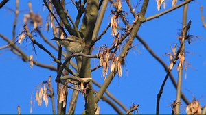 4.1K views · 182 reactions | Chiffchaffs can be identified by their 'chiff chaff chiff chaff' song! Have you heard one yet this spring?  | The Wildlife Trusts | Facebook