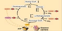 Simple explanation of Citric acid Cycle