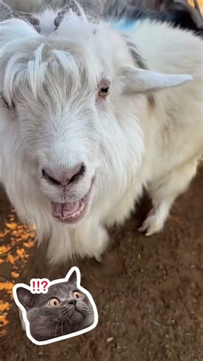🤣🐐 “Cuando las cabras descubren el micrófono 😂”