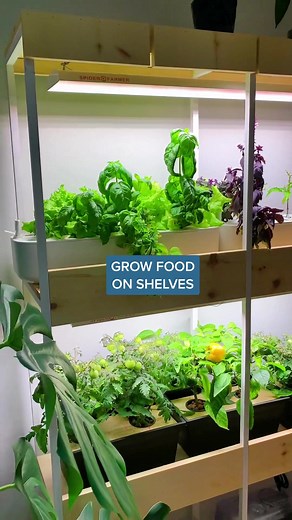 Micro Dwarf Varieties for Small Space Gardening