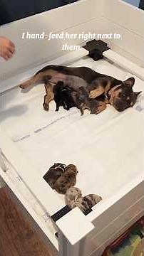 Morning Routine with 8 Newborn Frenchies 🍼 | Real Life Breeder Morning –Pups Available in New Jersey