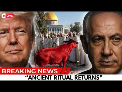 THIRD TEMPLE UPDATE Perfect Red Heifer Approved, First Stone to Be Laid Soon
