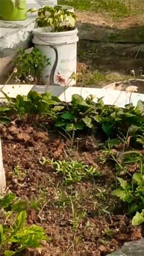 प्राकृतिक आवास में नाग सांप 🐍#viralvideo # viralshorts #wildliferescue #trendingshorts#officalvideo