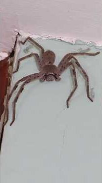 Don’t Leave the Window Open in Australia