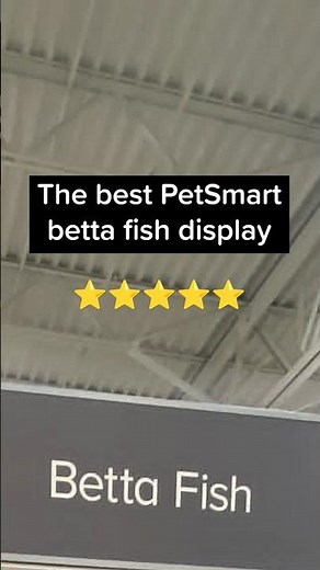 The best PetSmart betta fish display