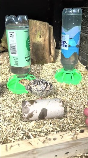 Time to clean the baby quail house ☀️#cleaning #quail #quailhouse #chicks