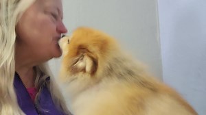 This is my reward for rescue. Georgie was adopted from us in 2019. She was a special case. She liked no one but me. Her adopter visited her daily and had the pateince to earn trust with her slowly. Because we are a grooming salon I have seen her every month all this time. She still loves me. She currently has heart issues and collapsed trachea. Whenever I see her I cherish every moment. She is so dear to me. I am so glad we found a great home for her. Georgie girl you fill my heart with JOY. Tha