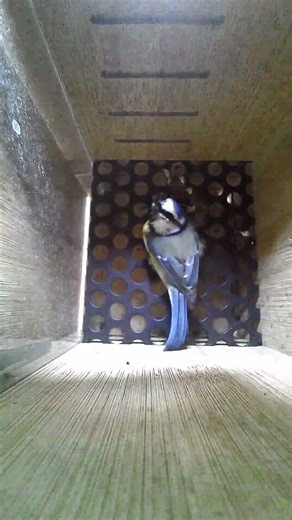 Little bird checking out the nest box, do you think she liked it? #birdhouse