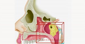 New Organ Identified in Human Throat: Scientists Uncover Remarkable Discovery – Archyde