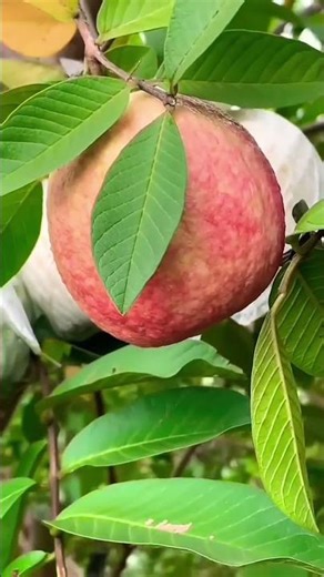 _guava_delicious🍑#Guava#GuavaFruit#GuavaJuice#GuavaBenefits#GuavaTree#GuavaFarming