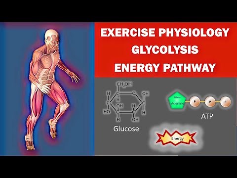 Glycolysis Pathway Steps Explained - Exercise Physiology Glycolytic ATP Production in Sport