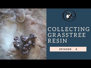 Collecting Grasstree Resin