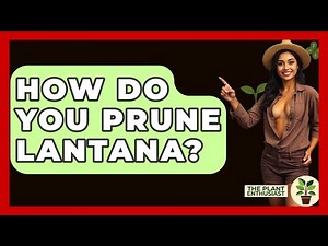 How Do You Prune Lantana? - The Plant Enthusiast