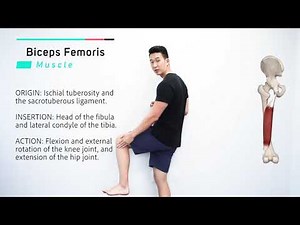 Biceps Femoris | Muscle Anatomy | Joetherapy