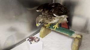 Red-tailed Hawk 25-040 absolutely loves her food! After months of trying to survive on her own by finding things she could still eat with her heavily damaged beak, having food that is chopped into pieces she can easily eat must be a huge relief. Due to her severe emaciation, 040 was initially started on an easily digestible tubing diet supplemented with a small amount of clean meat. When we refer to something as clean meat, we mean meat that has no bone or fur component to it. While bones and fu