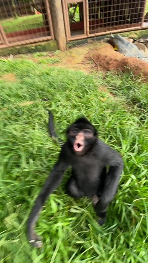 Essa é a biriba, a melhor pessoa do mundo… Autorização de Manejo SEMAD N. 513252