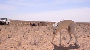 Sloughi Dogs Arabian Greyhound North African Stock Footage Video (100% Royalty-free) 1070811358 | Shutterstock