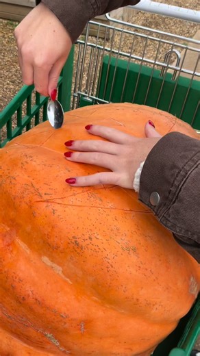 20 reactions | More Halloween fun for our hens   We gave our giant pumpkin Gerty a proper send off! #towcester #bellplantation #poultry #poultryofinstagram #Halloween #pumpkin #pumpkinseason #pumpkins | Poultry Centre | Facebook