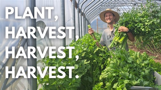 5 High-Yield Garden Crops for Beginner Gardeners: Plant Once, Harvest Many Times