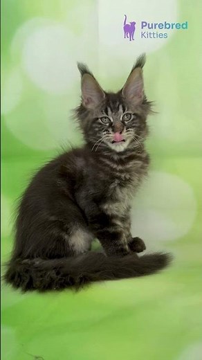 Meet Xula: Black Marble Polydactyl Maine Coon 🖤💚 #MaineCoon #PolydactylCat #MaineCoonKitten