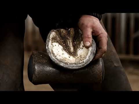 ☀️ Daily hoof pick routine after a ride 🌻 #HorseLovers #BarefootHorse #HorseTraining