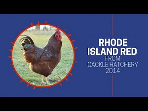 Rhode Island Red Chicken Breed (Breeder Flock) | Cackle Hatchery