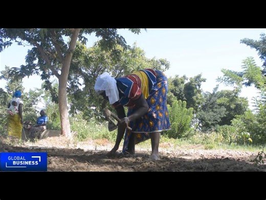 Burkina Faso women use agroforestry to restore barren land | Arsène GAMBO