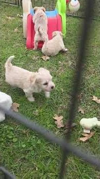 Reese + Belle babies 12-16-25