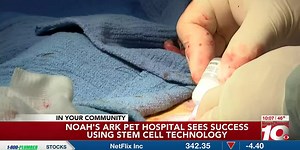 VIDEO: Noah’s Ark Pet Hospital successful with new stem cell technology