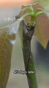 134K views · 2.4K reactions | Mango plant grafting In #shorts video | Grafting Examples | Facebook