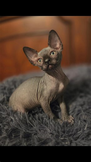 Havoc #sphynx #kitten #cat #sphynxkitten #hairlesskktten #sphynxlife #sphynxcat #barenecessitiessphynx #love #pet #life #fblifestyle #fbreels | BareNecessities Sphynx