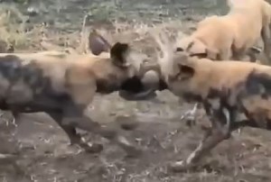 Rabbit Brutally Eaten Alive By 3 Dogs