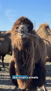 45K views · 81 reactions | #DYK that Bactrian Camel is the largest living camelid?  They are referred to as "ships of the desert" since they can survive in challenging conditions, which is crucial to nomadic and dryland communities.  #YearOfCamelids | Food and Agriculture Organization of the United Nations (FAO) | Facebook