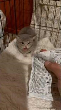 First day of socializing with the kitten 🥰. #cat #catlover #kitten #crazycat #funnycat