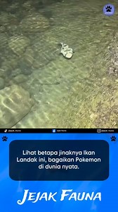 1.1M views · 10K reactions | Ikan Landak adalah kelompok ikan dari...