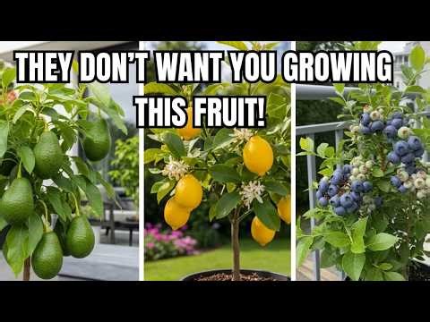 13 Fruit Trees That Thrive in Pots/ Containers & Small Spaces