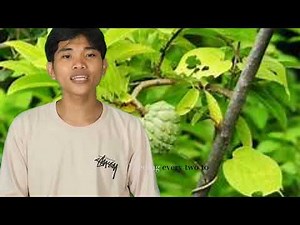 How to Grow Atis (Sugar Apple) in the Philippines – A Guide from Sandy Santiago