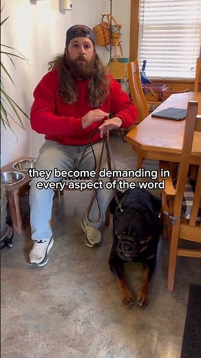 Aggressive Dog Training