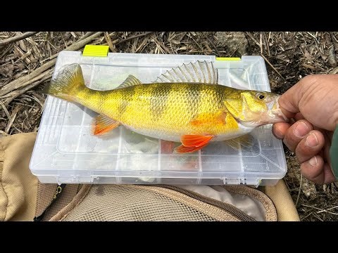 Quick Yellow Perch exhibition in Maryland.