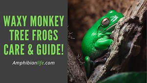 Waxy Monkey Tree Frogs: A Guide & Care Sheet - Amphibian Life