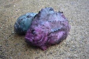 Lumpfish: The Wartiest Fish In The Sea!
