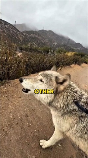 Do Wolves Really Howl at the Moon? 🌕🐺