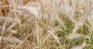 Alopecurus, or foxtail grass, widespread genus of plants in grass family, across temperate and subtropical parts of world