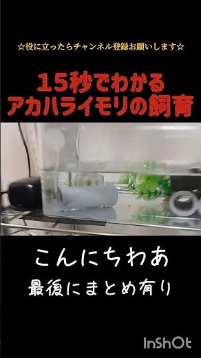 イモリの飼育方法#飼育 #イモリ #shorts