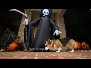 🎃CCTV | Animal Halloween Series Scared by Decorations