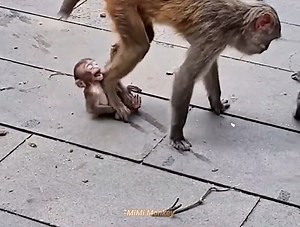 14K views · 351 reactions | The mother monkey hates the baby monkey, she throws the baby monkey aside | MiMi Monkey | Facebook